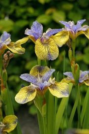 LOISTOKURJENMIEKKA 'TIPPED IN BLUE' Iris sibirica 'Tipped in Blue' P9