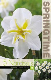 NARSISSI 'LEMON BEAUTY' Narcissus 'Lemon Beauty' 5 sipulia