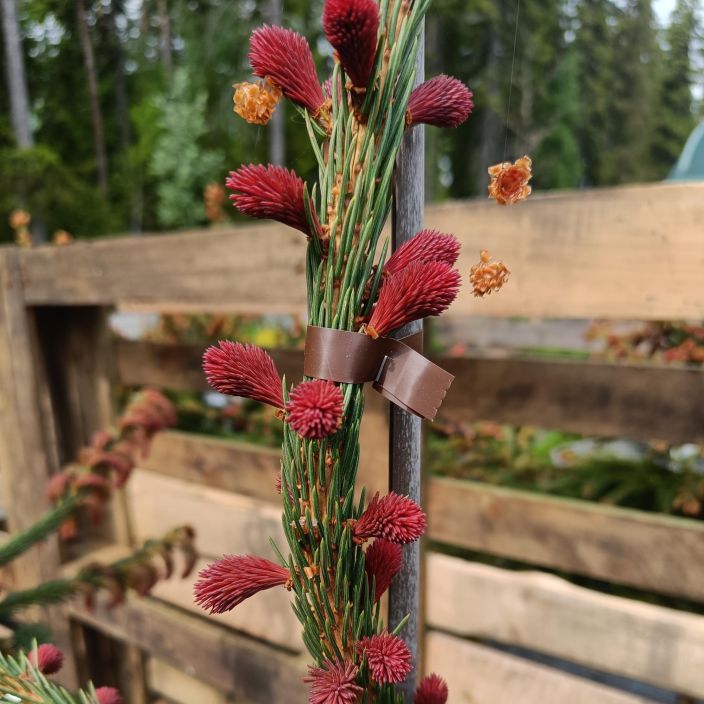 PURPPURASURUKUUSI Picea abies 'Punapaula' 80-100 cm tuotekuva 1