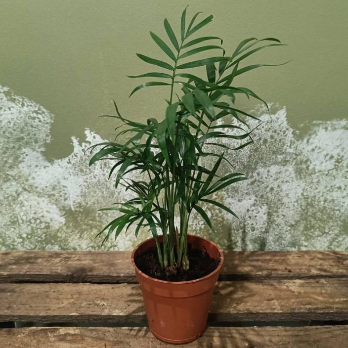 SIROVUORIPALMU Chamaedorea elegans P9 Pienena (50 cm) pysyva palmulajike. SIROVUORIPALMU Chamaedorea elegans P9 Pienena (50 cm) pysyva palmulajike.