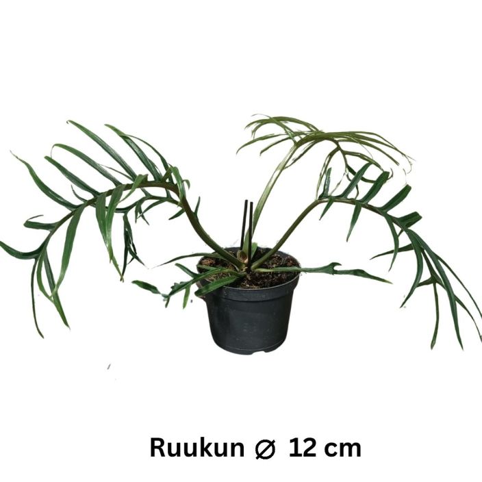 KOYNNOSVEHKA 'TORTUM' Philodendron bipinnatifidum 'Tortum' P12 Koynnosvehka, jonka lehdet ovat hyvin liuskottuneet