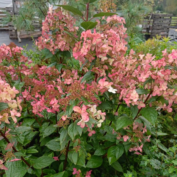 SYYSHORTENSIA 'WIM'S RED' Hydrangea paniculata 'Wim's Red' AT 3L tuotekuva 1 SYYSHORTENSIA 'WIM'S RED' Hydrangea paniculata 'Wim's Red' AT 3L tuotekuva 1