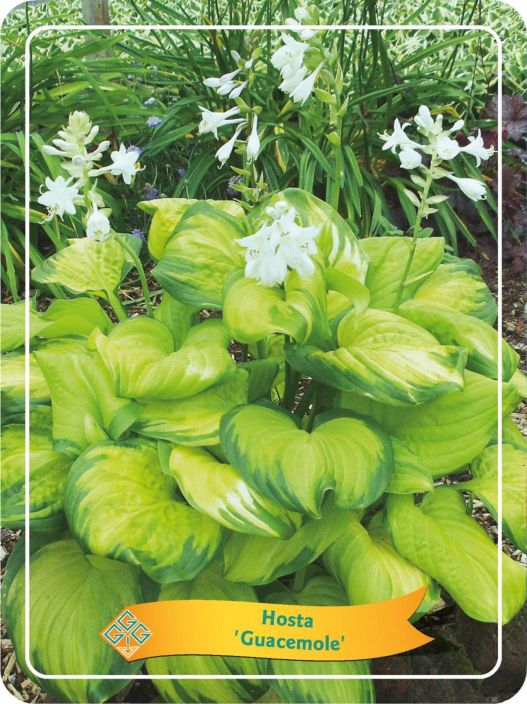 JALOKUUNLILJA 'GUACAMOLE' Hosta 'Guacamole' P11 Valkokukkainen, vaaleanvihrea-vihreakirjavalehtinen / VAIN NOUTO JALOKUUNLILJA 'GUACAMOLE' Hosta 'Guacamole' P11 Valkokukkainen, vaaleanvihrea-vihreakirjavalehtinen / VAIN NOUTO