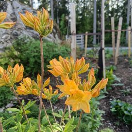 REVONTULIATSALEA 'GOLDEN LIGHTS' Rhododendron  'Golden Lights' 30-40 cm