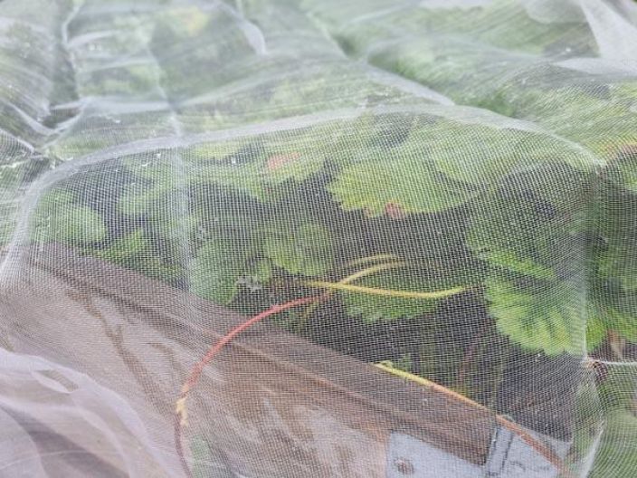 Tuhohyonteisverkko, Hortex 3x5m VAIN NOUTO Tuhohyonteisverkko, Hortex 3x5m VAIN NOUTO