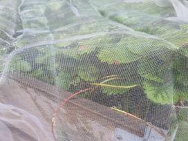 Hortex Tuhohyönteisverkko 3 x 5 m