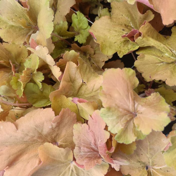 TARHAKEIJUNKUKKA 'CARAMEL' Heuchera 'Caramel' P10 Murretun kellertava keijunkukka TARHAKEIJUNKUKKA 'CARAMEL' Heuchera 'Caramel' P10 Murretun kellertava keijunkukka