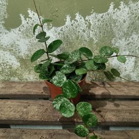 POSLIINIKUKKA 'MATHILDE SPLASH' Hoya 'Mathilde Splash' P9