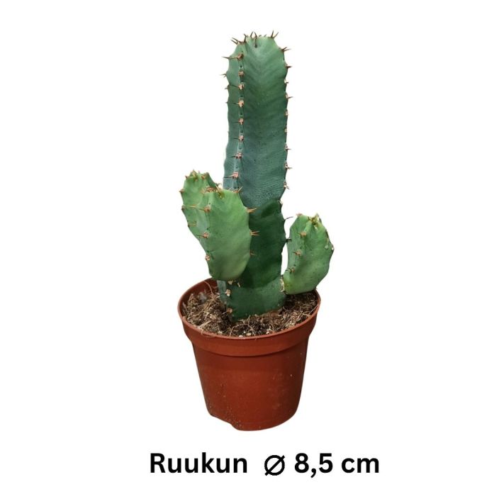 HARTSITYRAKKI Euphorbia resinifera P9 Pystykasvuinen, kaktusta muistuttava tyrakkilaji HARTSITYRAKKI Euphorbia resinifera P9 Pystykasvuinen, kaktusta muistuttava tyrakkilaji