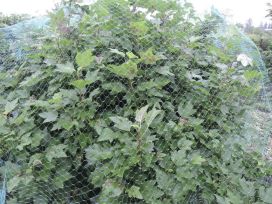 HORTEX Rastasverkko 20 m²