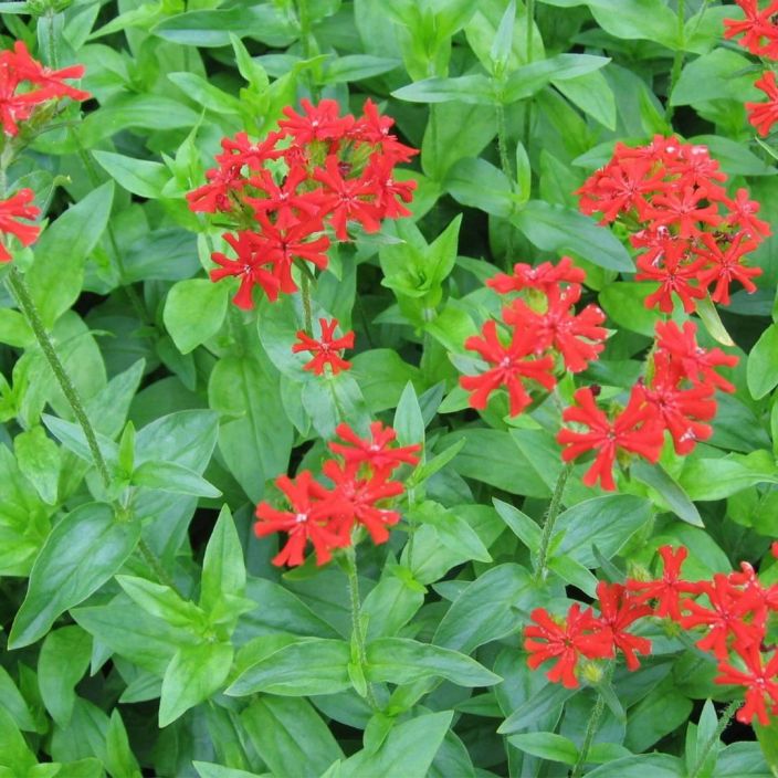 PALAVARAKKAUS Lychnis chalcedonica P9 Punakukkainen, korkea perinneperenna PALAVARAKKAUS Lychnis chalcedonica P9 Punakukkainen, korkea perinneperenna