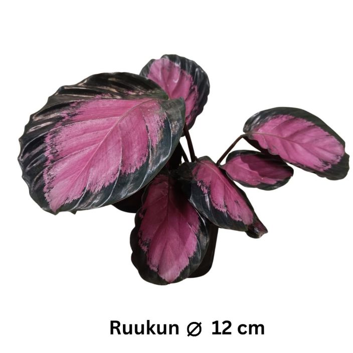 ISOMAIJA 'CRIMSON' Goeppertia roseopicta (ent. Calathea roseopicta) 'Crimson' P12 Punalehtinen maija(kki) ISOMAIJA 'CRIMSON' Goeppertia roseopicta (ent. Calathea roseopicta) 'Crimson' P12 Punalehtinen maija(kki)