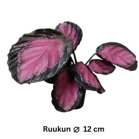 ISOMAIJA 'CRIMSON' Goeppertia roseopicta (ent. Calathea roseopicta) 'Crimson' P12