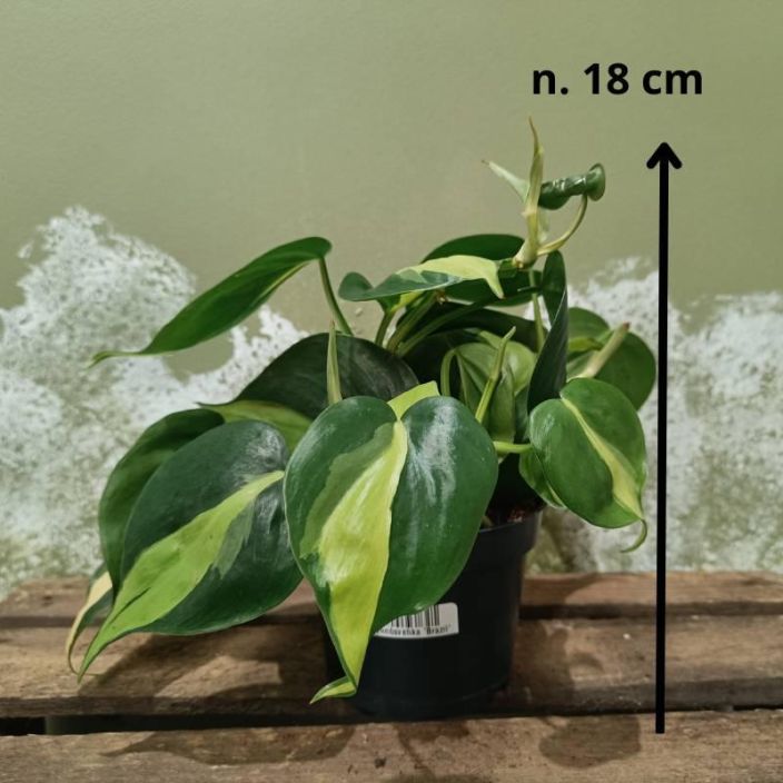 Philodendron scandens 'Brazil', herttakoynnosvehka Koynnoskasvi, jolla on kaksivariset lehdet Philodendron scandens 'Brazil', herttakoynnosvehka Koynnoskasvi, jolla on kaksivariset lehdet