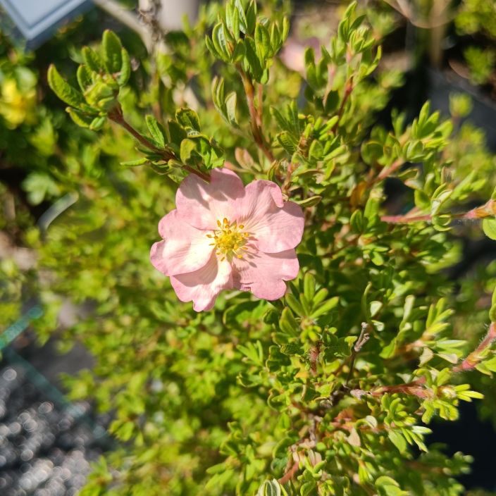 PENSASHANHIKKI 'PINK STAR' Dasiphora fruticosa 'Happy Hearts™ Pink Star' At 3 L Vaaleanpunakukkainen tiivis lajike PENSASHANHIKKI 'PINK STAR' Dasiphora fruticosa 'Happy Hearts™ Pink Star' At 3 L Vaaleanpunakukkainen tiivis lajike