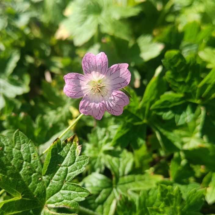 KURJENPOLVI Geranium versicolor P10 Etelaisessa Euroopassa luontaisesti esiintyva lajike KURJENPOLVI Geranium versicolor P10 Etelaisessa Euroopassa luontaisesti esiintyva lajike