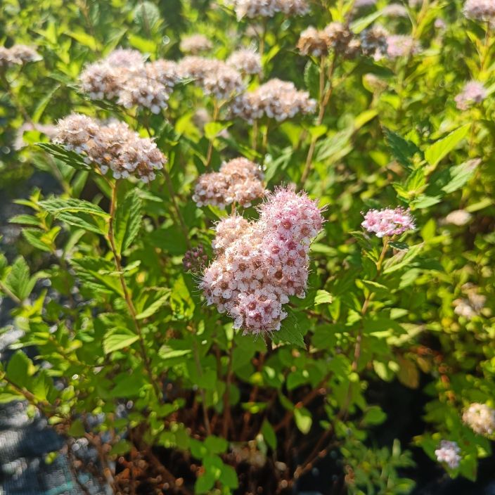 KEIJUANGERVO 'LITTLE PRINCESS' Spiraea japonica 'Little Princess' AT 1,5L VAIN NOUTO / Monikayttoinen koristepensas