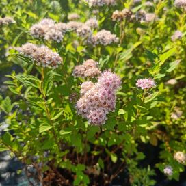 KEIJUANGERVO 'LITTLE PRINCESS' Spiraea japonica 'Little Princess' AT 1,5L
