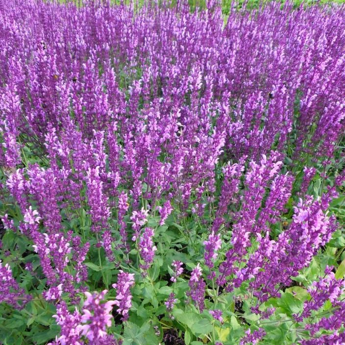 LOISTOSALVIA 'ROSE QUEEN' Salvia x sylvestris 'Rose Queen' P11 Vaaleanpunakukkainen perenna LOISTOSALVIA 'ROSE QUEEN' Salvia x sylvestris 'Rose Queen' P11 Vaaleanpunakukkainen perenna