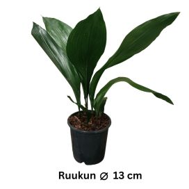 TUONENKIELO Aspidistra elatior P13