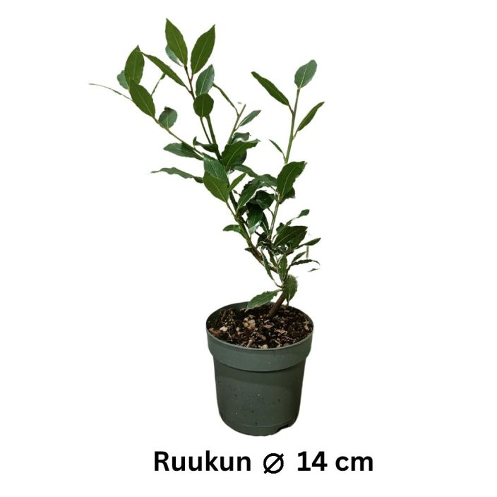 LAAKERIPUU Laurus nobilis P14 Huonekasvi, jonka lehtia kaytetaan mausteena ja joka sopii bonsaikasvatukseen LAAKERIPUU Laurus nobilis P14 Huonekasvi, jonka lehtia kaytetaan mausteena ja joka sopii bonsaikasvatukseen
