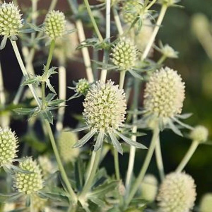 SINIPIIKKIPUTKI 'MAGICAL SILVER' Eryngium planum 'Magical Silver' P11 Vaalea sinipiikkiputki / VAIN NOUTO SINIPIIKKIPUTKI 'MAGICAL SILVER' Eryngium planum 'Magical Silver' P11 Vaalea sinipiikkiputki / VAIN NOUTO