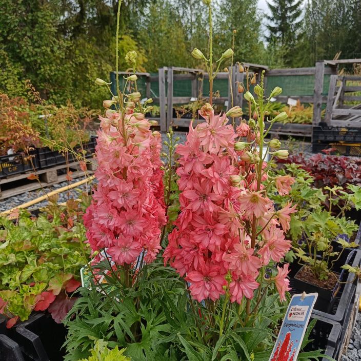 JALORITARINKANNUS 'RED LARK' Delphinium elatum 'Red Lark' P19 tuotekuva 1 JALORITARINKANNUS 'RED LARK' Delphinium elatum 'Red Lark' P19 tuotekuva 1
