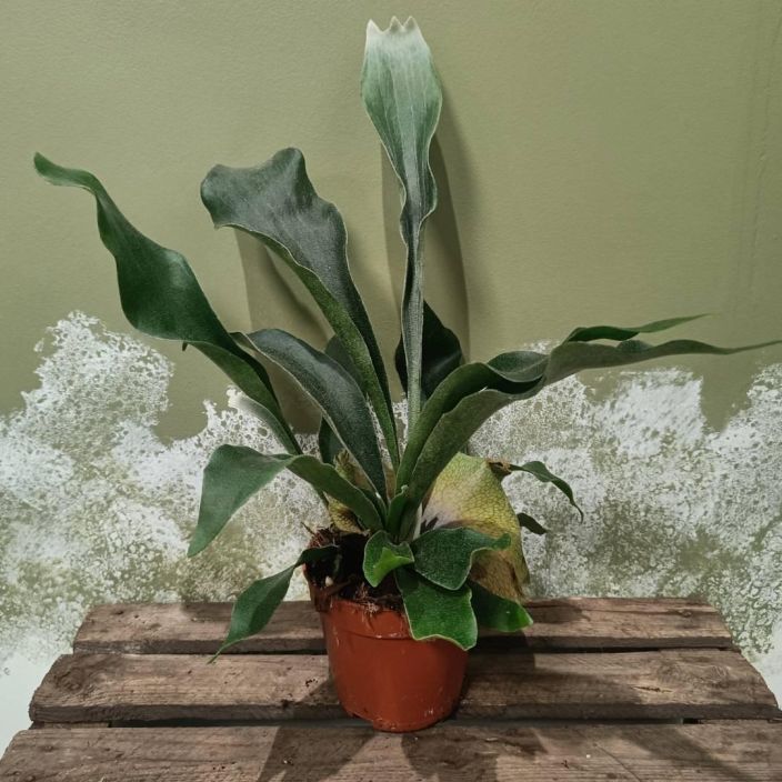 HIRVENSARVISANIAINEN Platycerium P12 Saniainen, jolla on hauskanmuotoiset lehdet