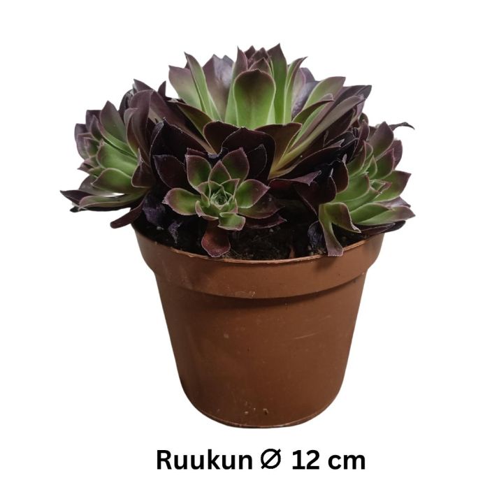 MEHIPUU 'PHOENIX FLAME' Aeonium 'Phoenix Flame' P12 Tummalehtinen mehipuu MEHIPUU 'PHOENIX FLAME' Aeonium 'Phoenix Flame' P12 Tummalehtinen mehipuu