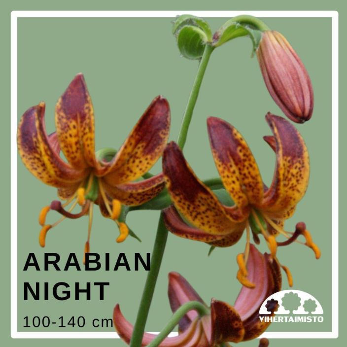 MARHANLILJA / VARJOLILJA 'ARABIAN NIGHT' Lilium martagon-r 'Arabian Night' 2 sipulia Purppuran- ja keltaisenkirjava, korkea MARHANLILJA / VARJOLILJA 'ARABIAN NIGHT' Lilium martagon-r 'Arabian Night' 2 sipulia Purppuran- ja keltaisenkirjava, korkea
