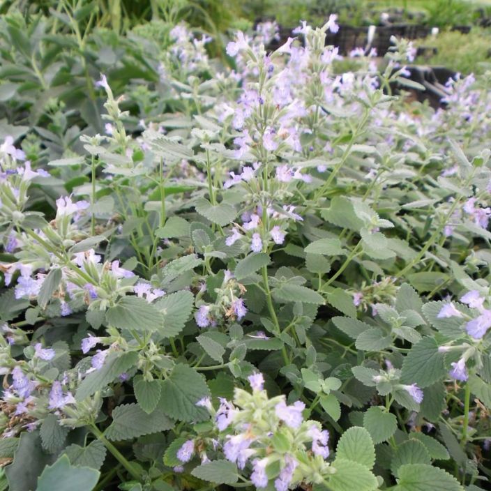 MIRRINMINTTU Nepeta faassenii P10 Pitkaan kukkiva porriaiskasvi MIRRINMINTTU Nepeta faassenii P10 Pitkaan kukkiva porriaiskasvi