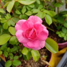 RUUSU 'PINKTOPIA' Rosa 'Pinktopia' At 3 L