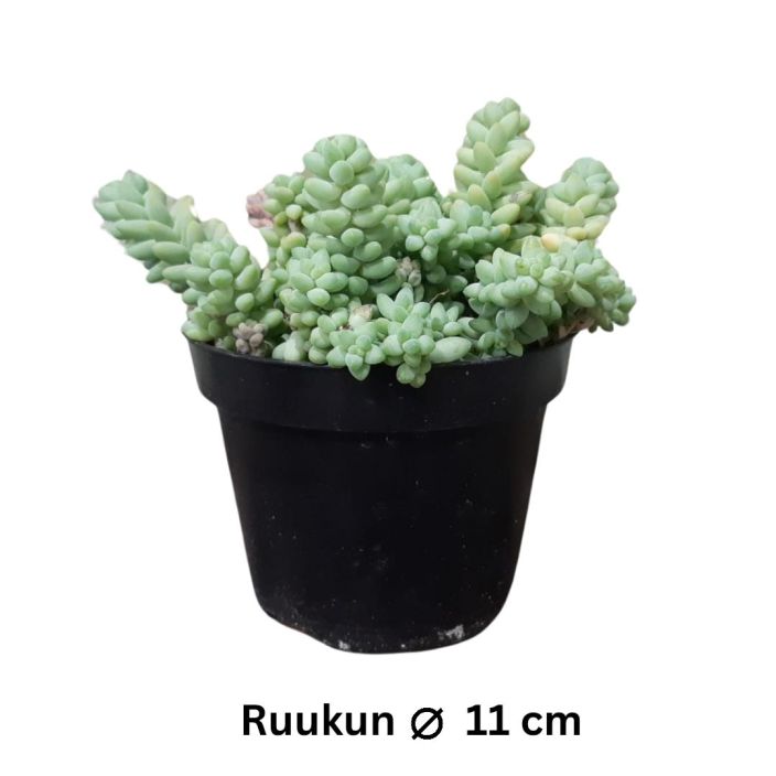 AASINMAKSARUOHO Sedum morganianum 'Burrito' P11 Pampulainen ja kasvettuaan roikkuva mehikasvi AASINMAKSARUOHO Sedum morganianum 'Burrito' P11 Pampulainen ja kasvettuaan roikkuva mehikasvi