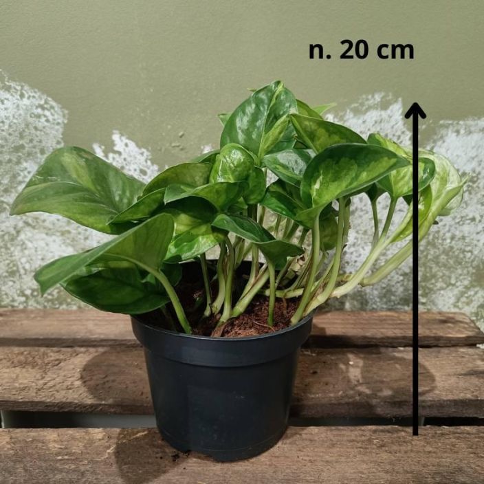 Epipremnum aureum (pinnatum) 'Global Green', kultakoynnos Kultakoynnos, jonka lehdissa on vaaleammanvihrealla pohjalla