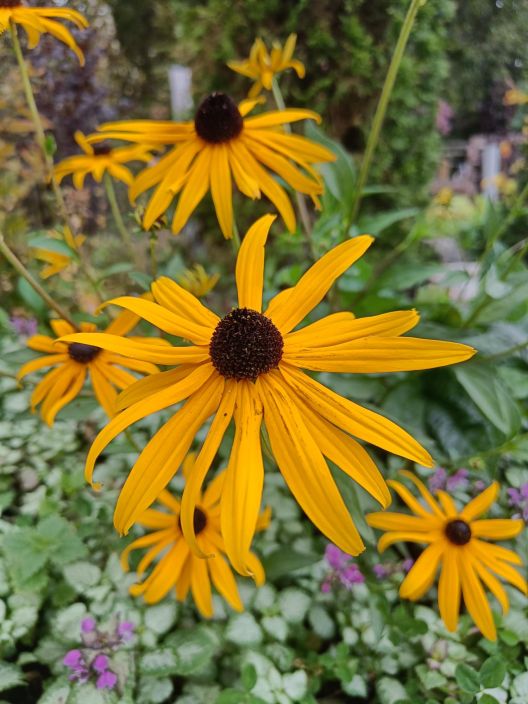 SÄDEPÄIVÄNHATTU 'GOLDSTURM' Rudbeckia fulgida 'Goldsturm' P10 tuotekuva 1 SÄDEPÄIVÄNHATTU 'GOLDSTURM' Rudbeckia fulgida 'Goldsturm' P10 tuotekuva 1