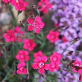 KETONEILIKKA 'BRILLIANT' Dianthus deltoides 'Brilliant'  P10