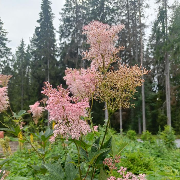 PREERIAMESIANGERVO Filipendula rubra 'Venusta' P11 Korkea, vaaleanpunakukkainen perenna PREERIAMESIANGERVO Filipendula rubra 'Venusta' P11 Korkea, vaaleanpunakukkainen perenna