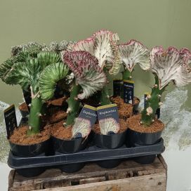 KALLIOTYRÄKKI 'CRISTATA' Euphorbia lactaea P10,5