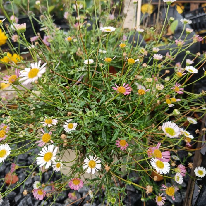 RENTOKALLIOINEN Erigeron karvinskianus P10,5 Maanpeitekasvi, jolla on pienet, paivankakkaramaiset kukinnot RENTOKALLIOINEN Erigeron karvinskianus P10,5 Maanpeitekasvi, jolla on pienet, paivankakkaramaiset kukinnot