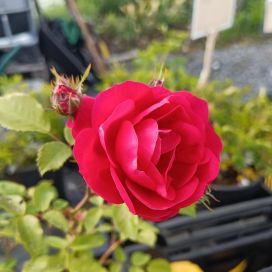 PILARIRUUSU 'HENRY KELSEY' Rosa 'Henry Kelsey'