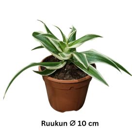 RÖNSYLILJA 'OCEAN' Chlorophytum 'Ocean' P10