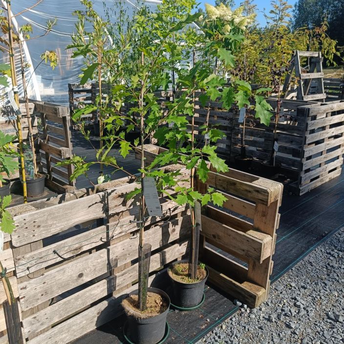 PUNATAMMI Quercus rubra 150-250 cm Suureksi kasvava puu / isokokoinen taimi / VAIN NOUTO PUNATAMMI Quercus rubra 150-250 cm Suureksi kasvava puu / isokokoinen taimi / VAIN NOUTO