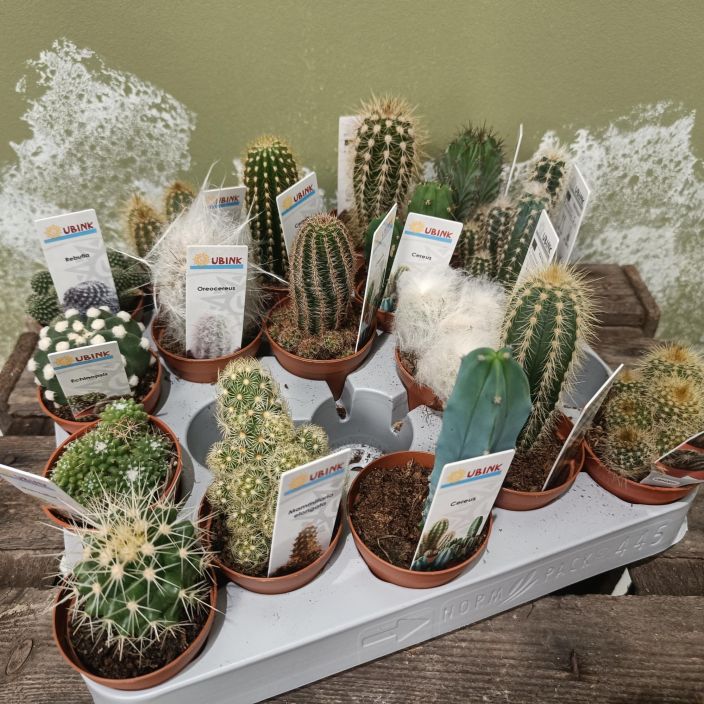 KAKTUS mix P5,5 Erilaisia pikkukaktuksia / 4 kpl 10€ KAKTUS mix P5,5 Erilaisia pikkukaktuksia / 4 kpl 10€