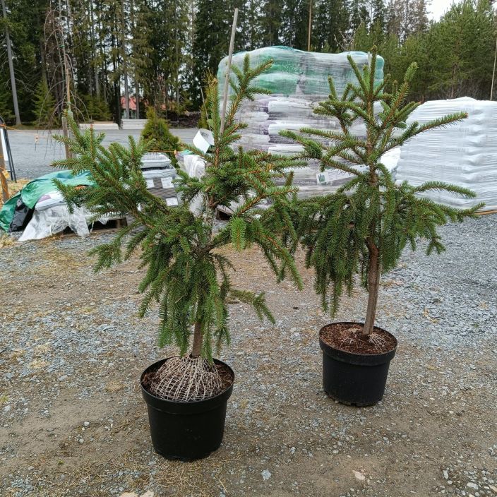 KAARMEKUUSI Picea abies f. virgata 80-100 cm Metsakuusen erikoismuoto, jonka oksat ovat pitkat ja vahahaaraiset / VAIN KAARMEKUUSI Picea abies f. virgata 80-100 cm Metsakuusen erikoismuoto, jonka oksat ovat pitkat ja vahahaaraiset / VAIN