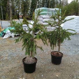 KÄÄRMEKUUSI Picea abies f. virgata 80-100 cm