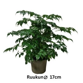 HELLEPUU / HUONESAARNI Radermachera sinica P17