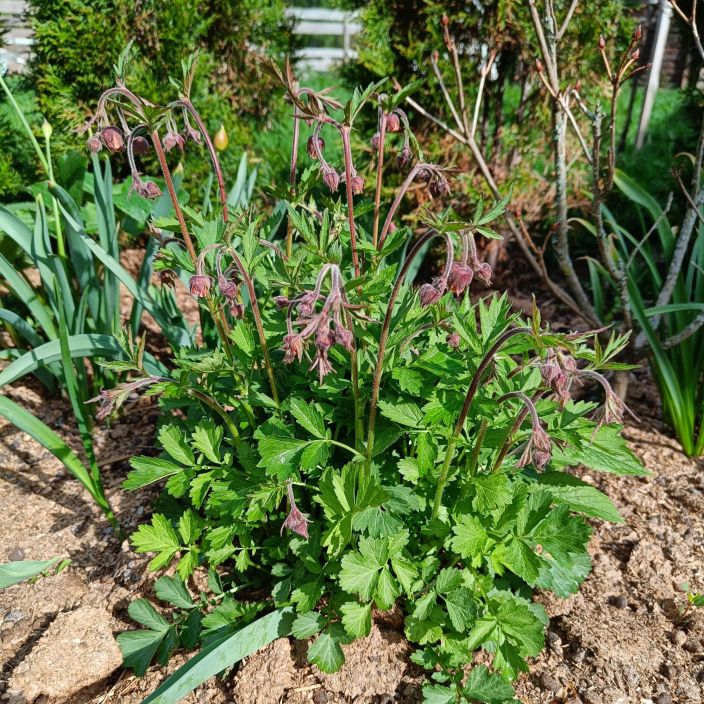 OJAKELLUKKA Geum rivale P9 Pitkaan kukkiva, kestava niittyperenna. OJAKELLUKKA Geum rivale P9 Pitkaan kukkiva, kestava niittyperenna.