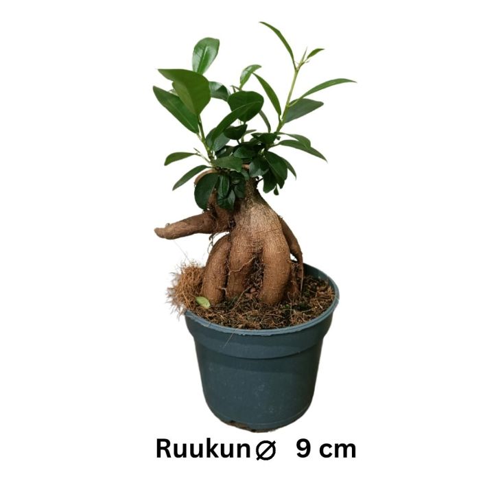 VARJOVIIKUNA 'GINSENG' Ficus microcarpa 'Ginseng' P9 Varjoviikuna, josta voit tehda vaikka bonsain VARJOVIIKUNA 'GINSENG' Ficus microcarpa 'Ginseng' P9 Varjoviikuna, josta voit tehda vaikka bonsain