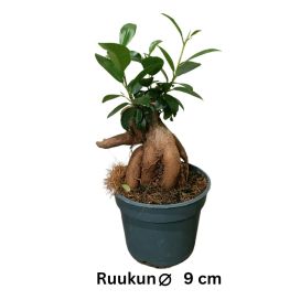 VARJOVIIKUNA 'GINSENG' Ficus microcarpa 'Ginseng' P9