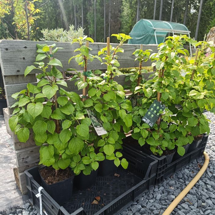 KOYNNOSHORTENSIA Hydrangea anomala subsp. petiolaris AT 2L Jaykkaoksaiseksi kasvava varjoisemman paikan koynnos / VAIN KOYNNOSHORTENSIA Hydrangea anomala subsp. petiolaris AT 2L Jaykkaoksaiseksi kasvava varjoisemman paikan koynnos / VAIN